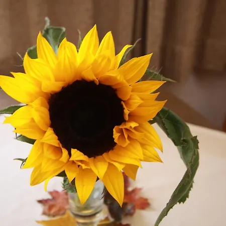 Haus Schoene Aussicht Daire Berwang